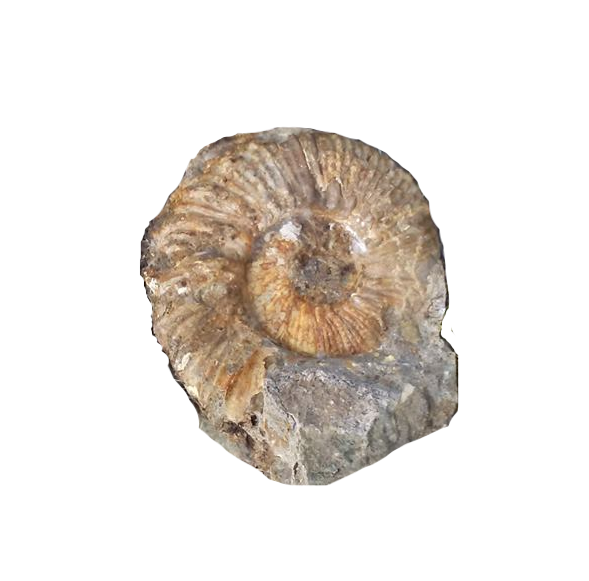 Invertebrate Fossils For Sale M & M Fossils